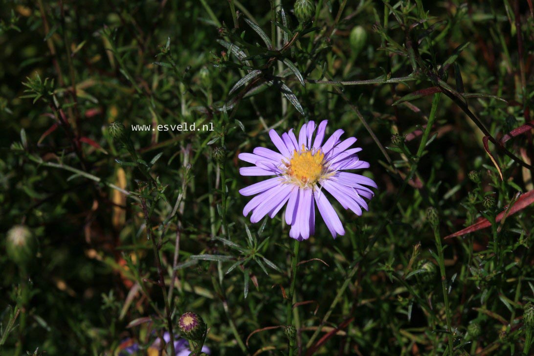 Aster turbinellus