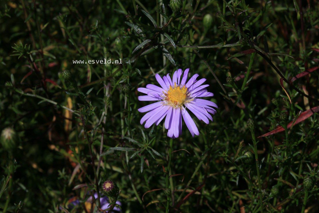 Aster turbinellus