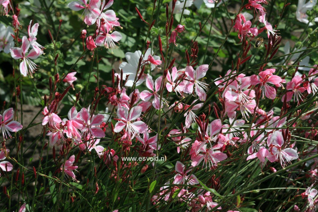 Gaura lindheimeri 'Siskiyou Pink'