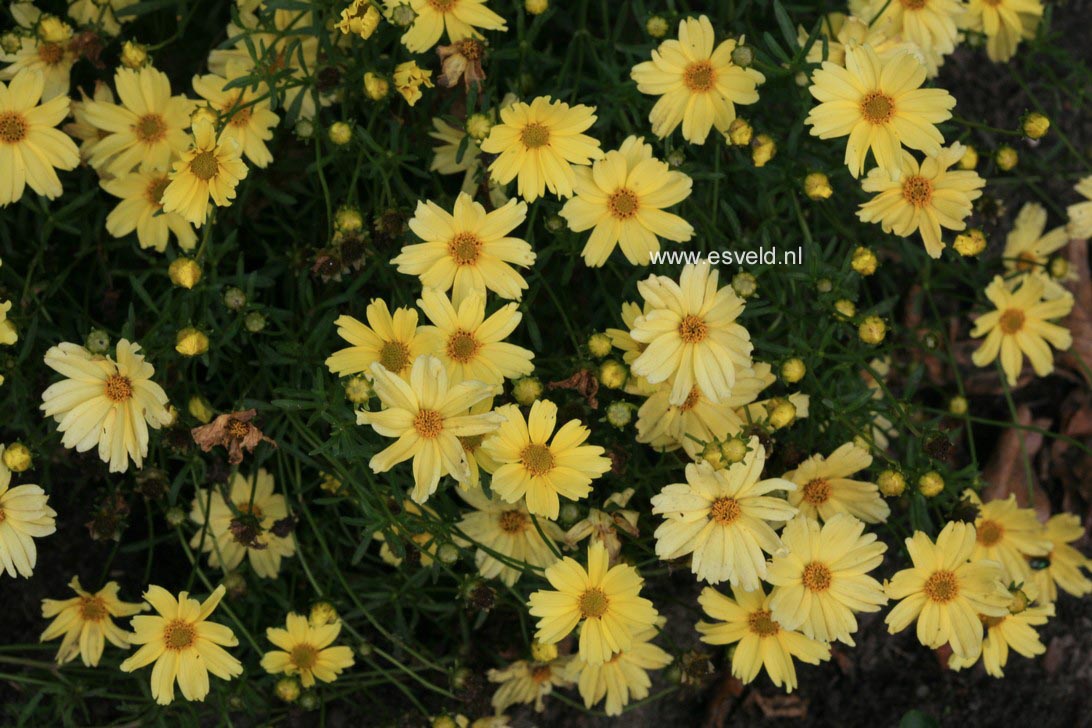 Coreopsis 'Creme Brulee'