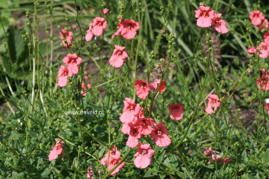 Diascia 'Ruby Field'