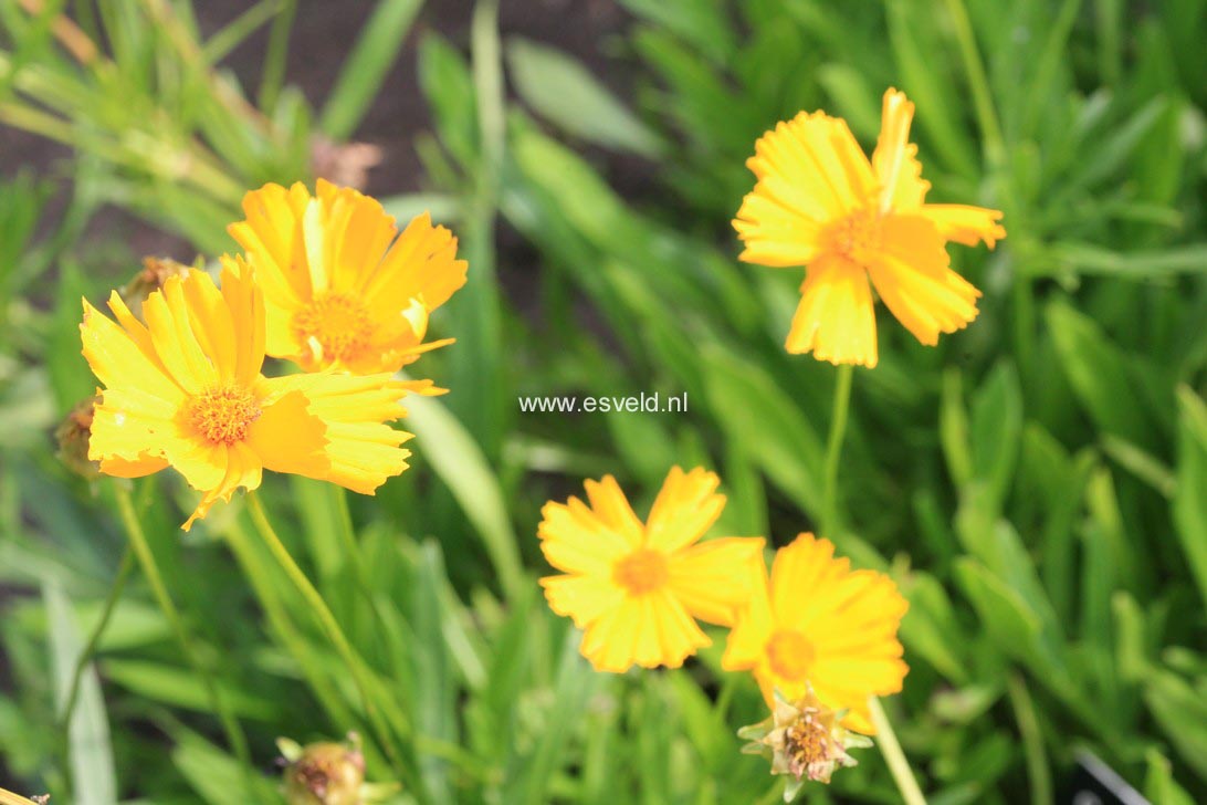 Coreopsis grandiflora 'Badengold'