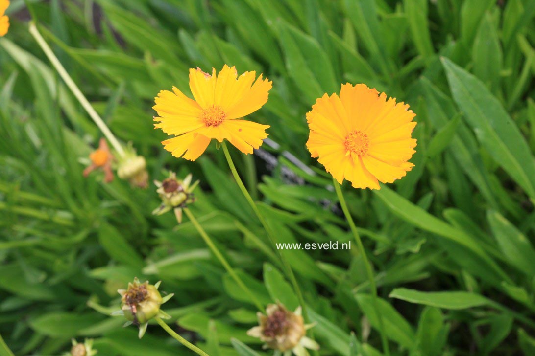 Coreopsis grandiflora 'Badengold'