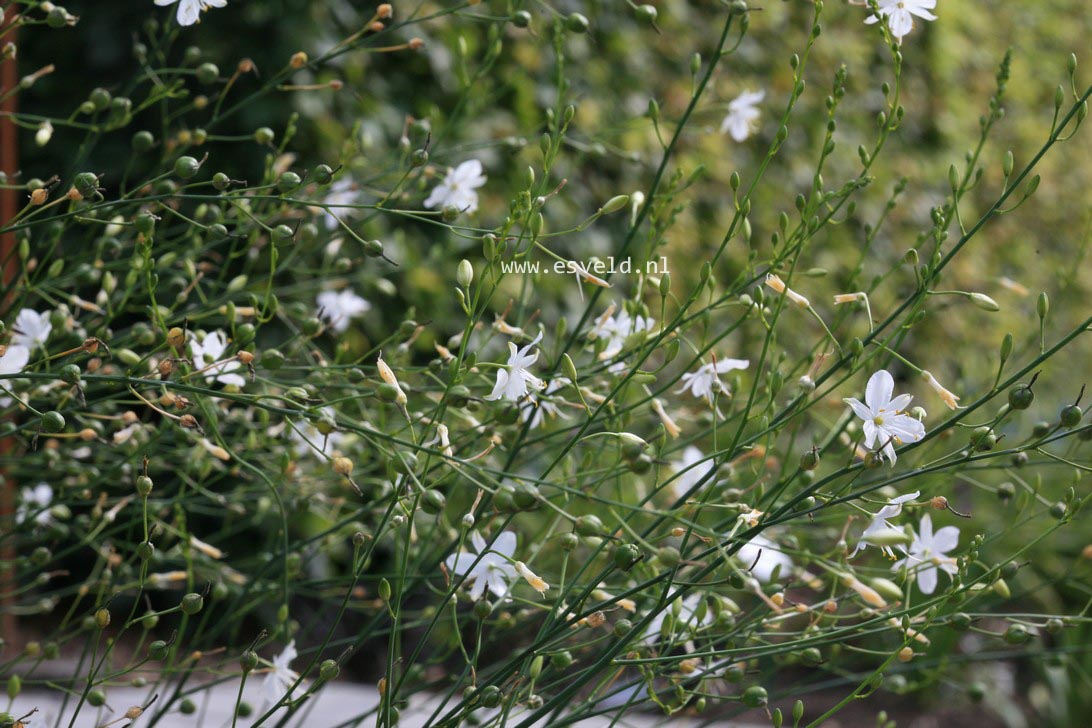 Anthericum liliago