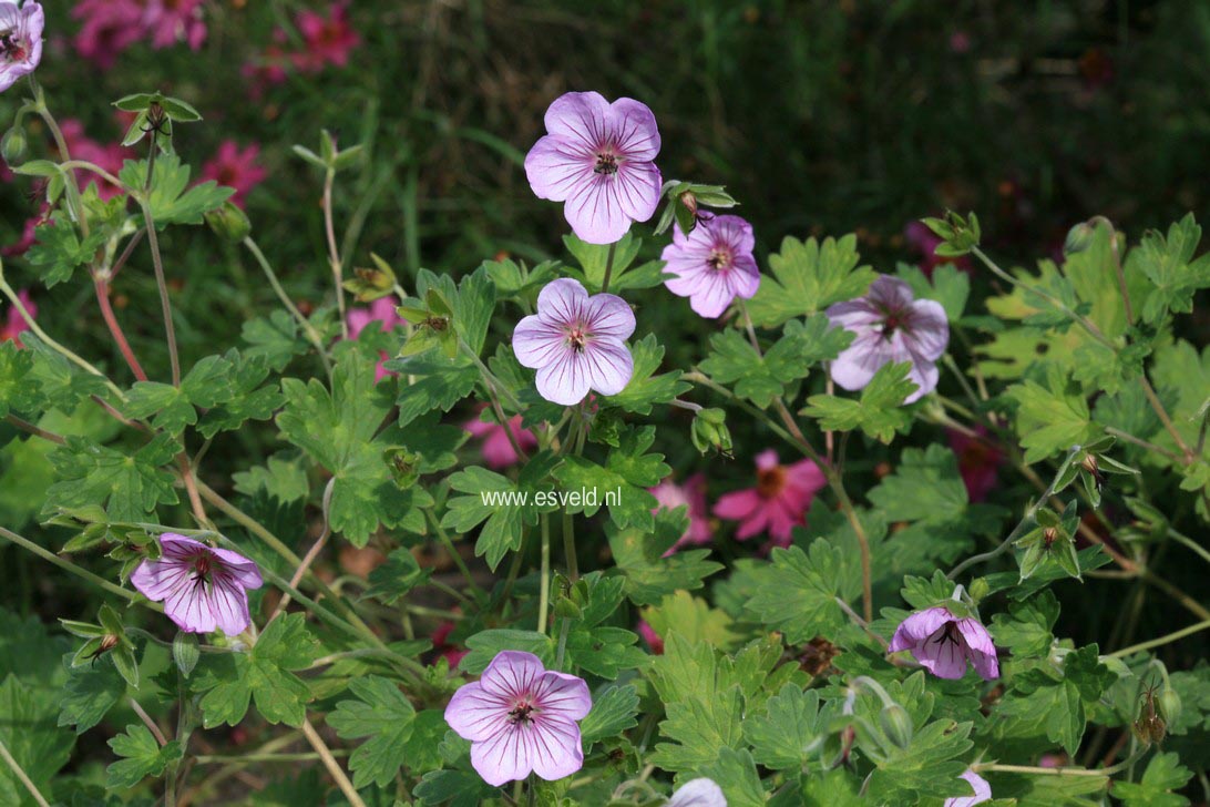 Geranium 'Joy'