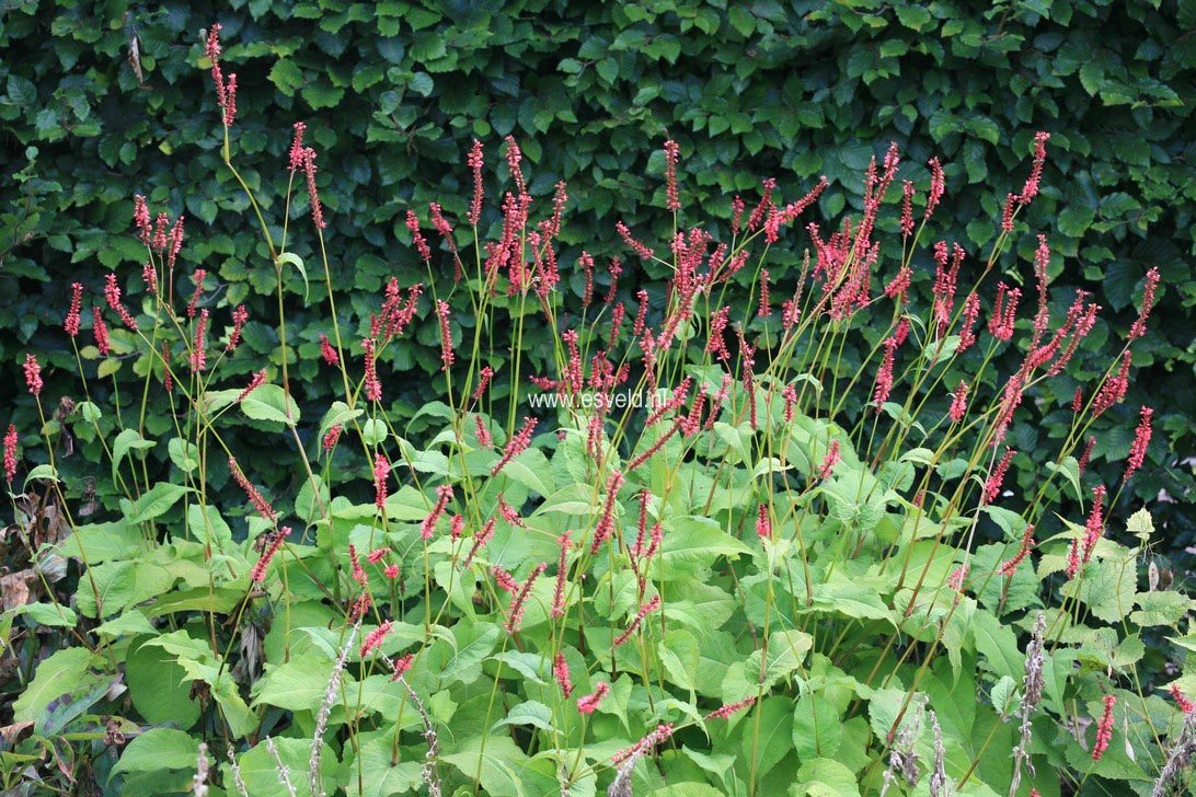 Persicaria amplexicaulis 'Orange Field'