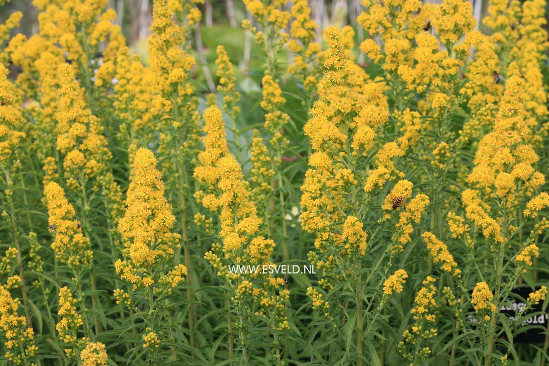 Solidago 'Septembergold'