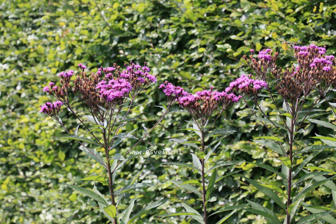 Vernonia crinita 'Mammuth'