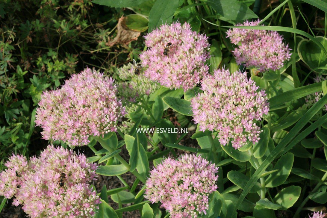 Sedum spectabile 'Brilliant'