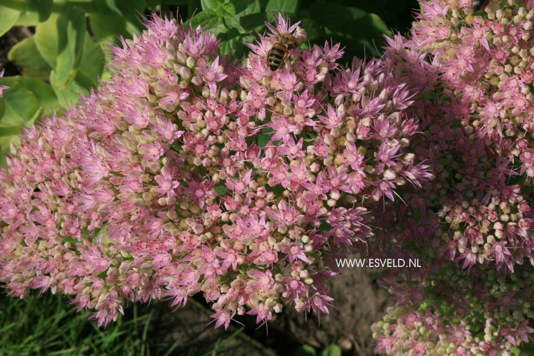 Sedum spectabile 'Brilliant'