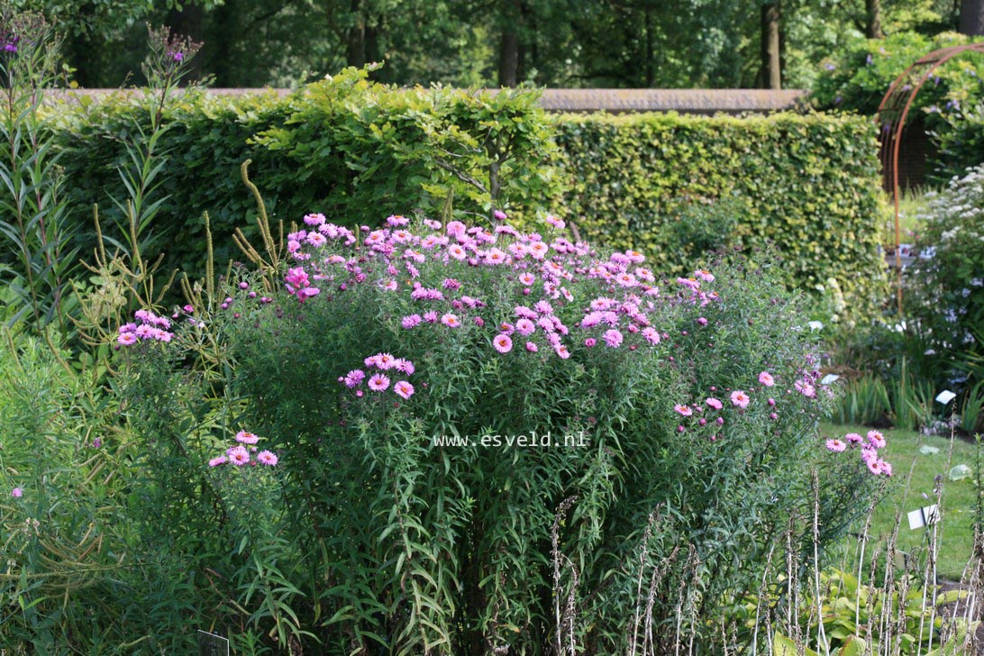 Aster novae-angliae 'Barr's Pink'