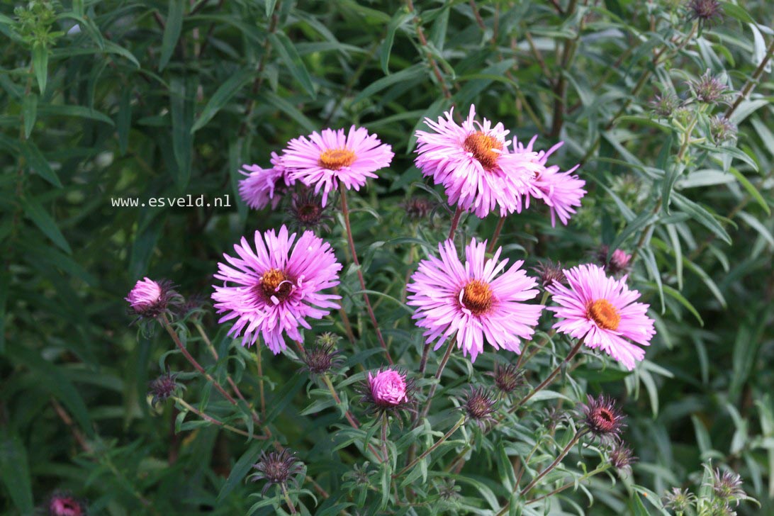 Aster novae-angliae 'Barr's Pink'
