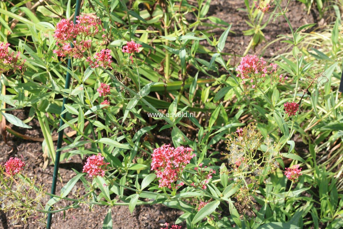 Centranthus ruber 'Coccineus'