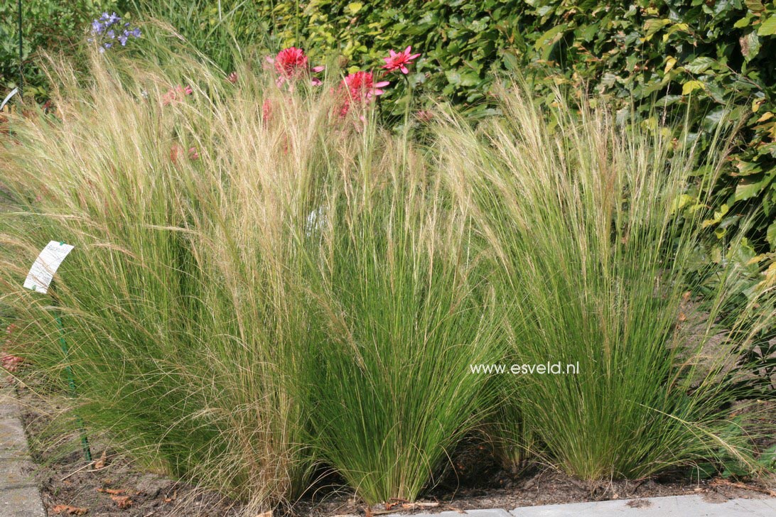 Stipa tenuifolia