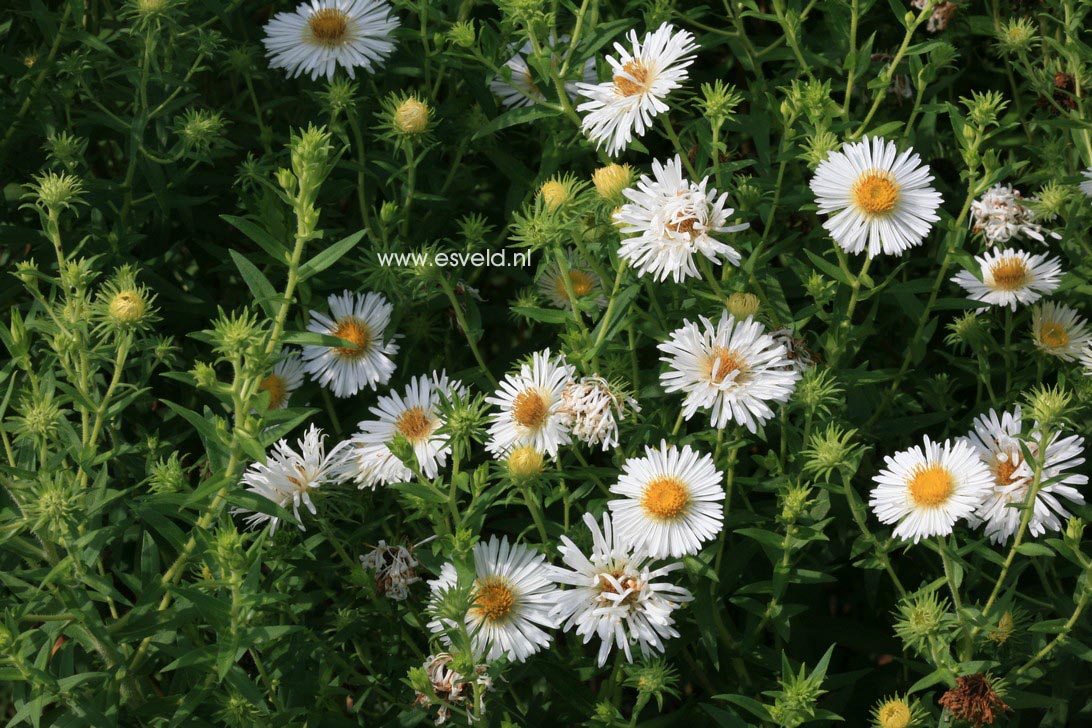 Aster novae-angliae 'Herbstschnee'