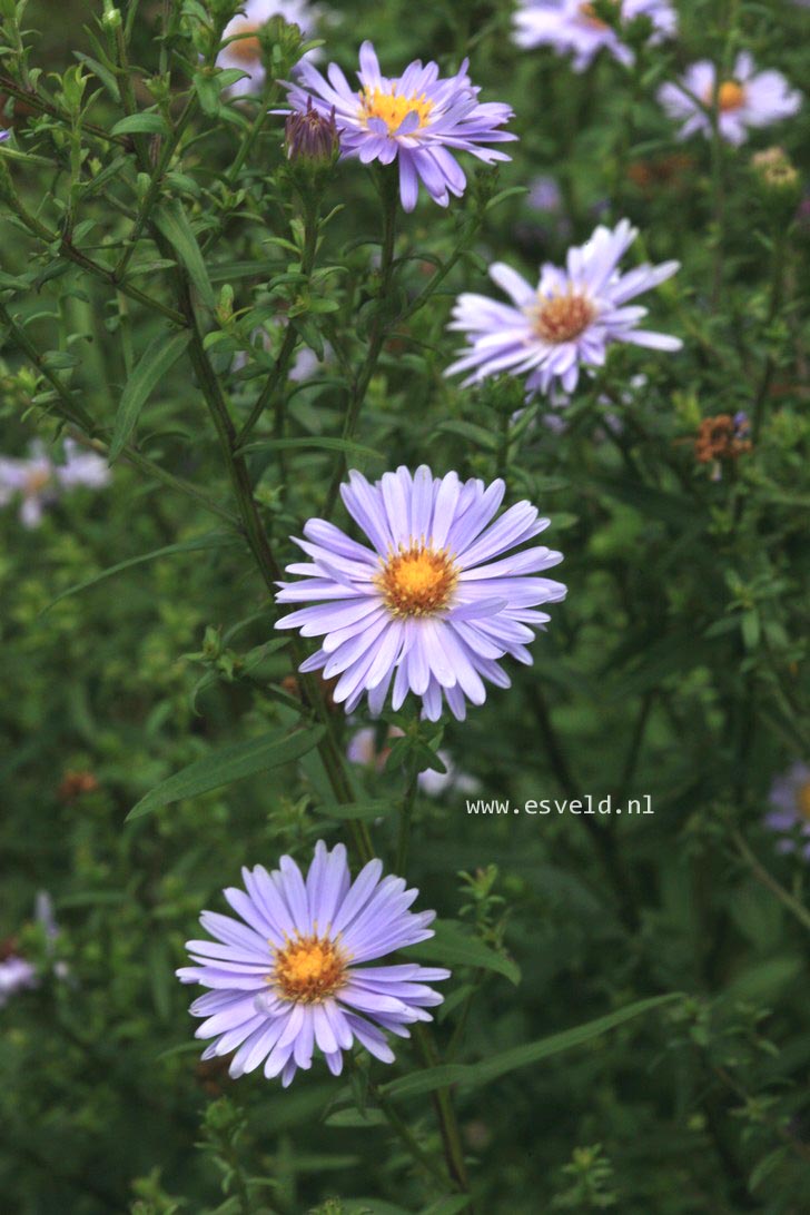 Aster 'Jenny'