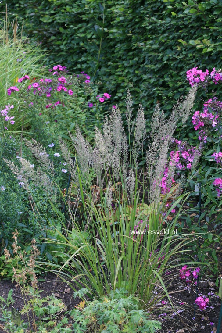 Calamagrostis brachytricha