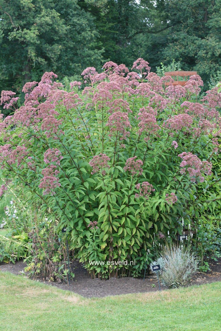 Eupatorium maculatum 'Atropurpureum'