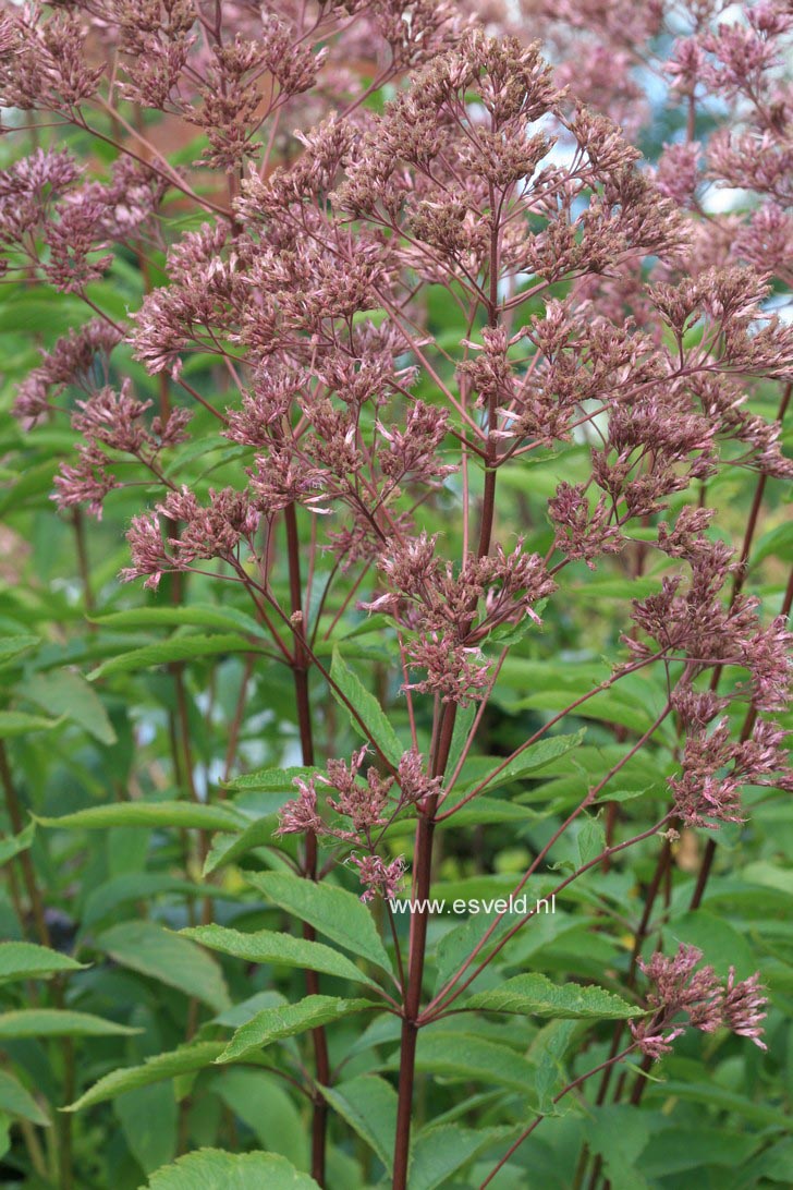 Eupatorium maculatum 'Atropurpureum'