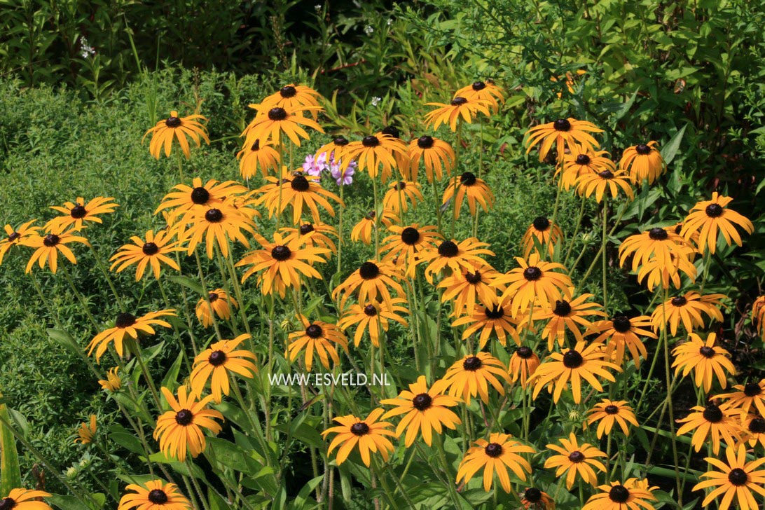 Rudbeckia fulgida var. deamii