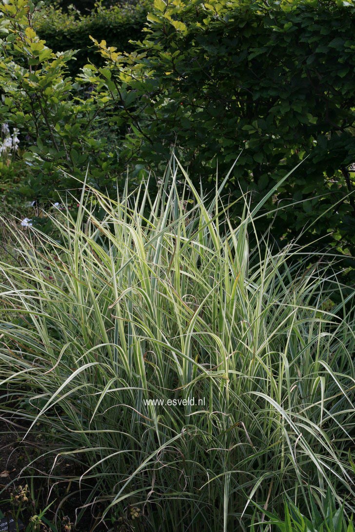 Miscanthus sinensis 'Variegatus'