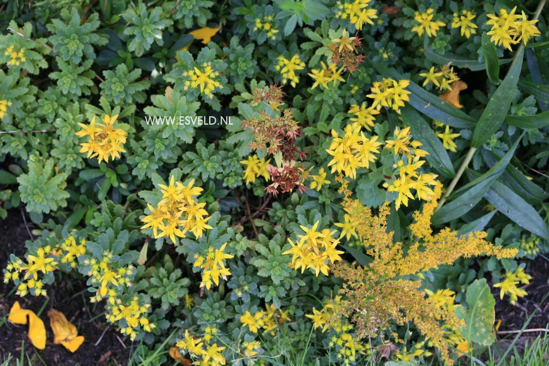 Sedum floriferum 'Weihenstephaner Gold'