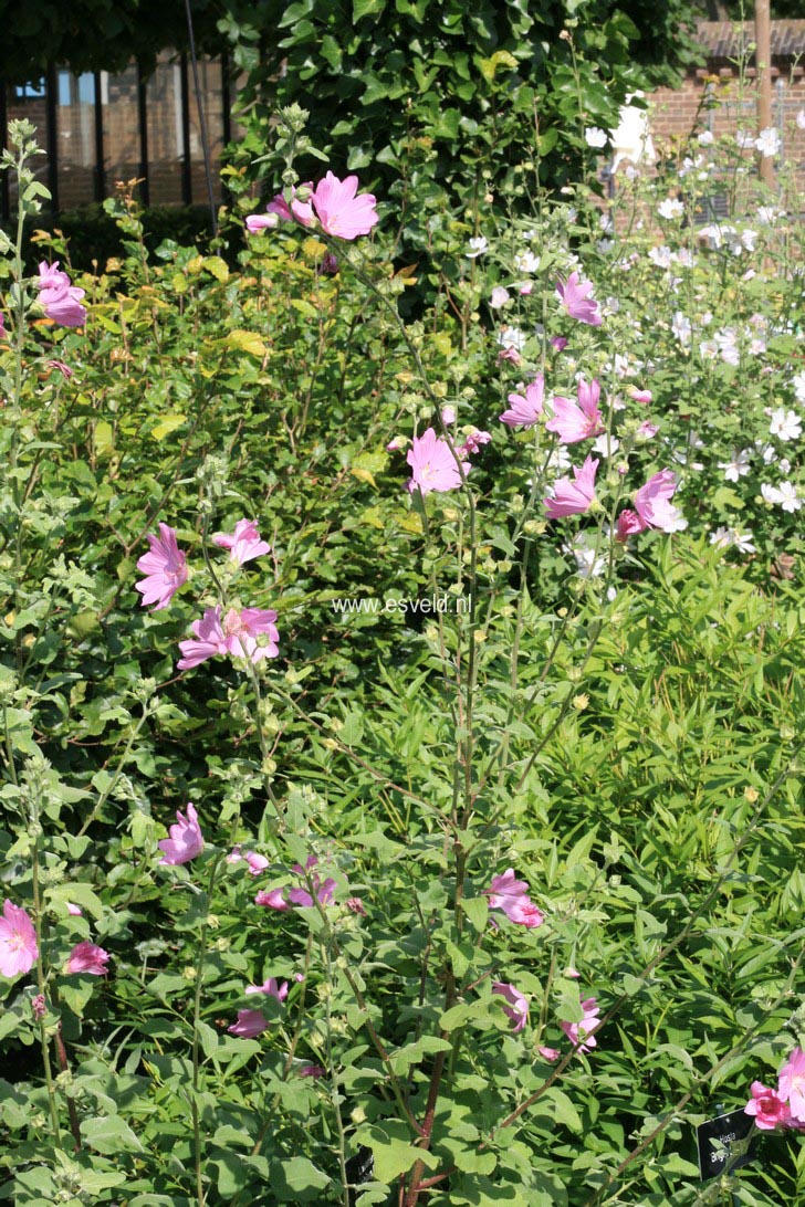 Lavatera 'Blushing Bride'