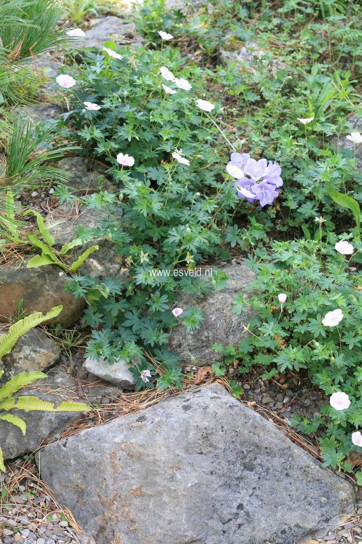 Geranium sanguineum var. striatum