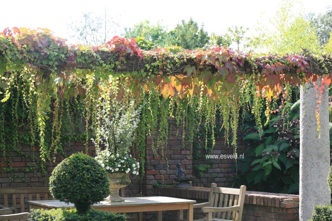 Parthenocissus tricuspidata 'Veitch Boskoop'