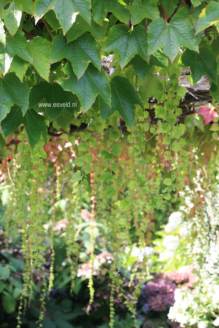 Parthenocissus tricuspidata 'Veitch Boskoop'