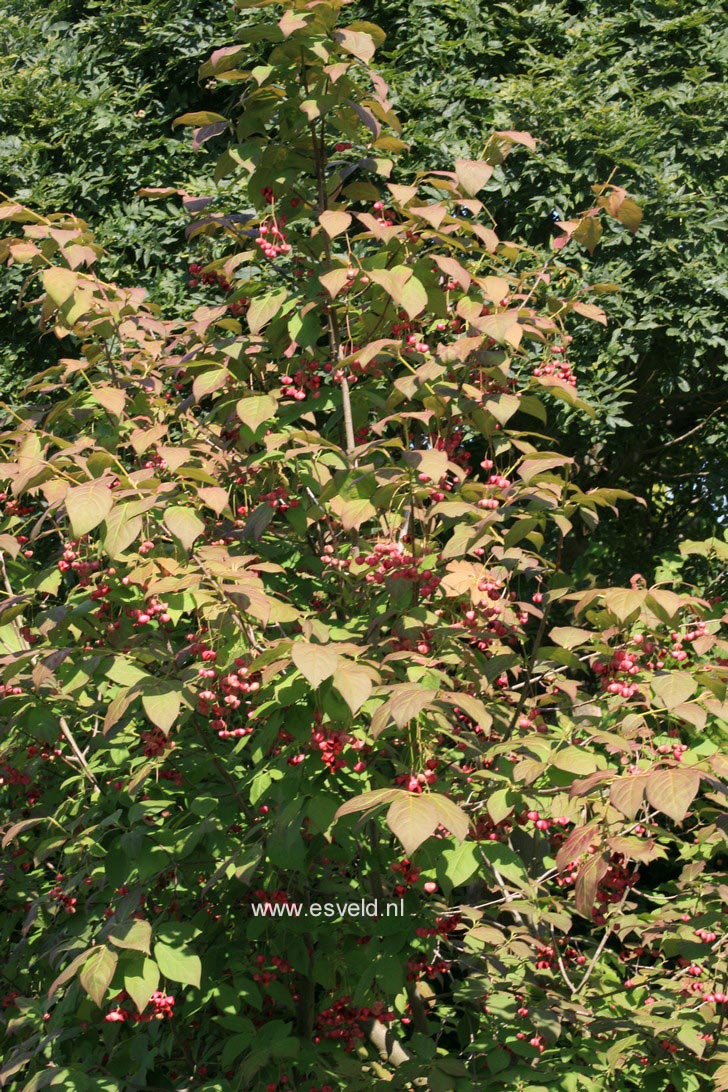 Euonymus planipes