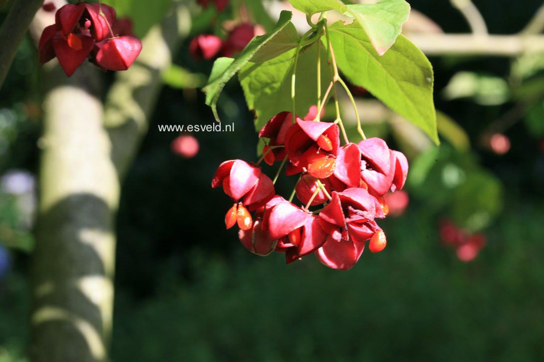Euonymus planipes