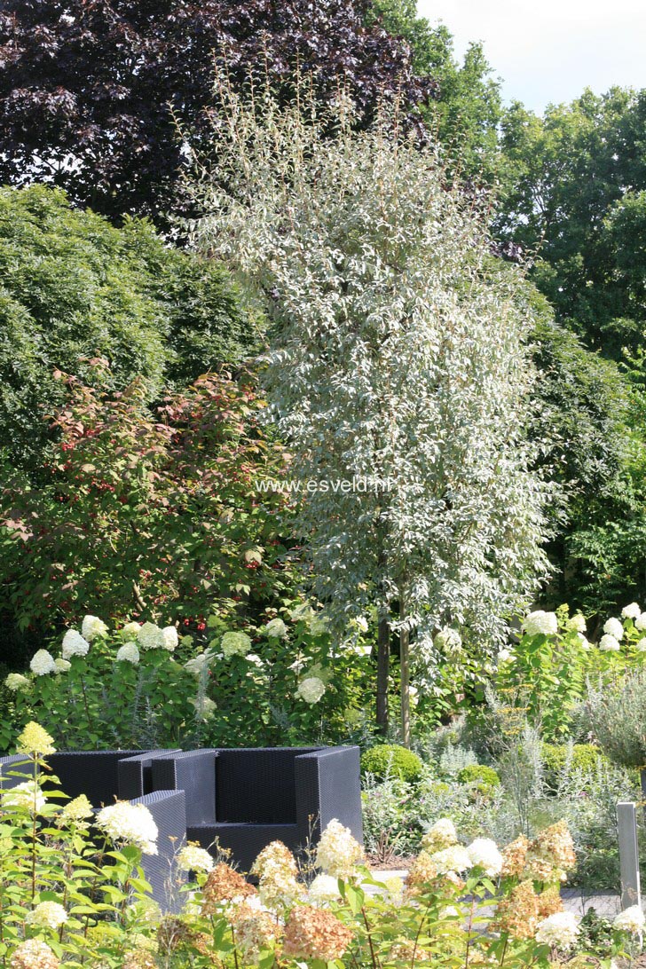 Elaeagnus angustifolia