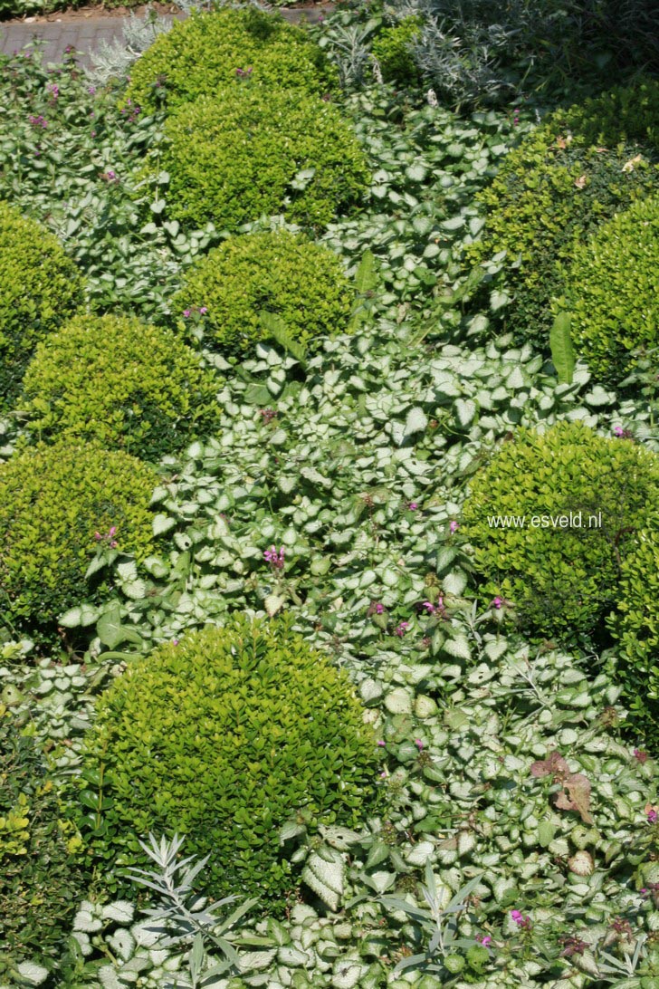 Lamium maculatum 'Pink Pewter'