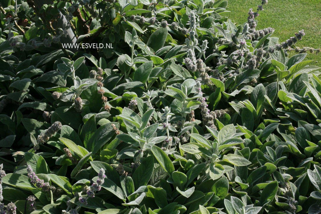 Stachys byzantina 'Cotton Boll'