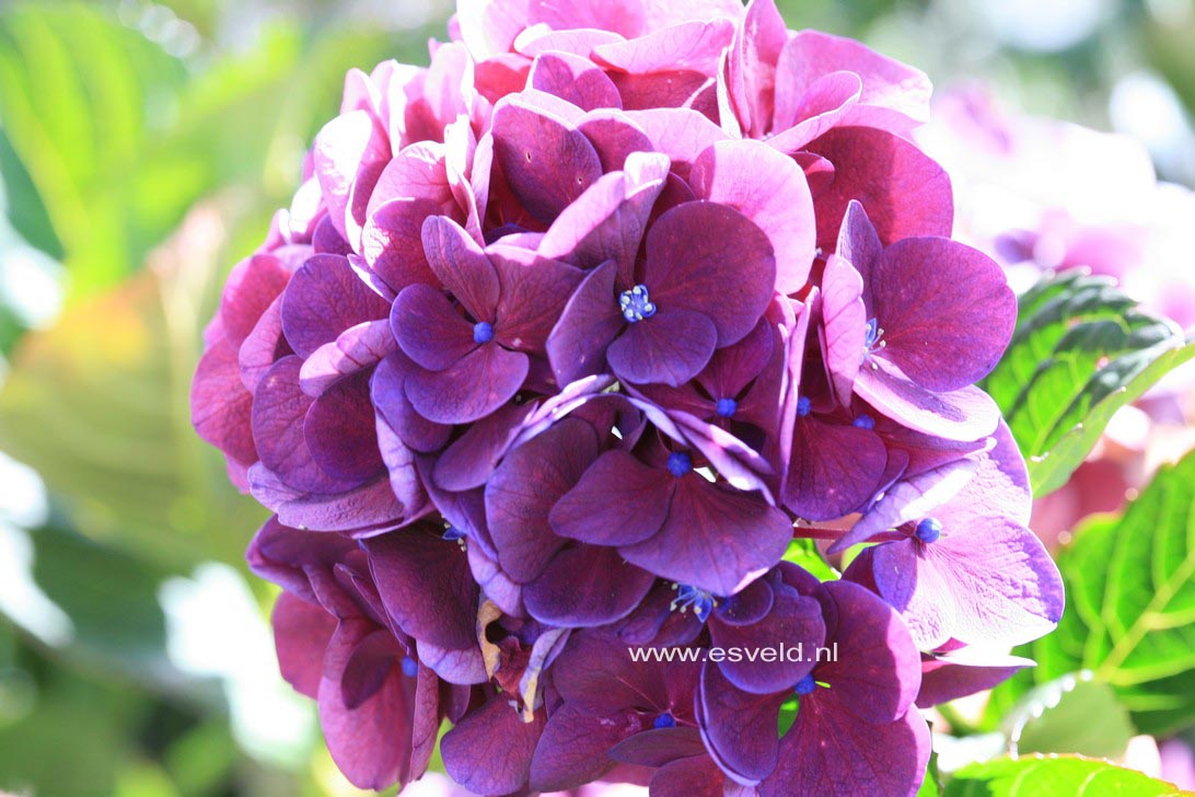 Hydrangea macrophylla 'Merveille Sanguine'