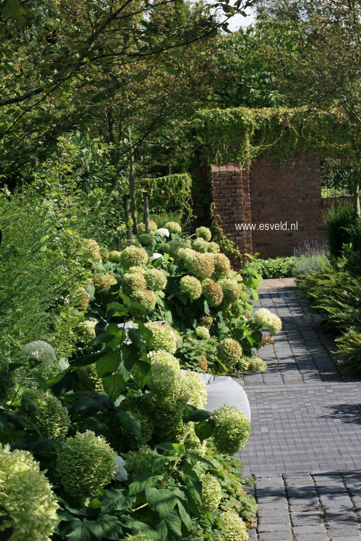 Hydrangea arborescens 'Annabelle'