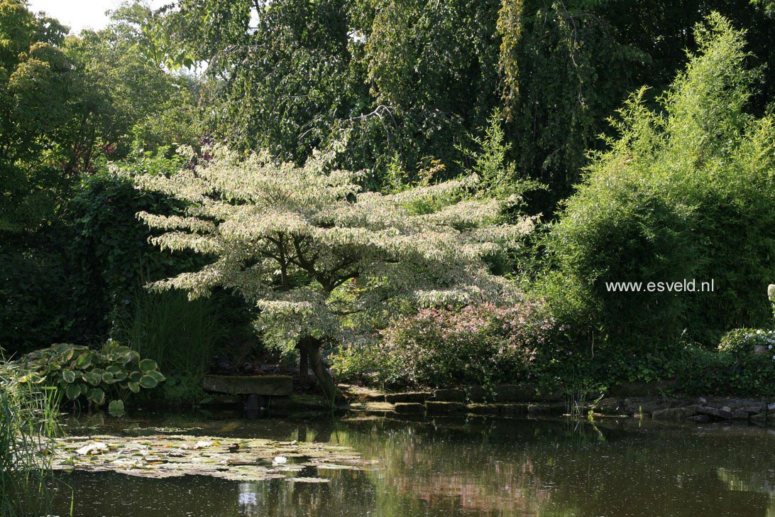 Cornus controversa 'Variegata'