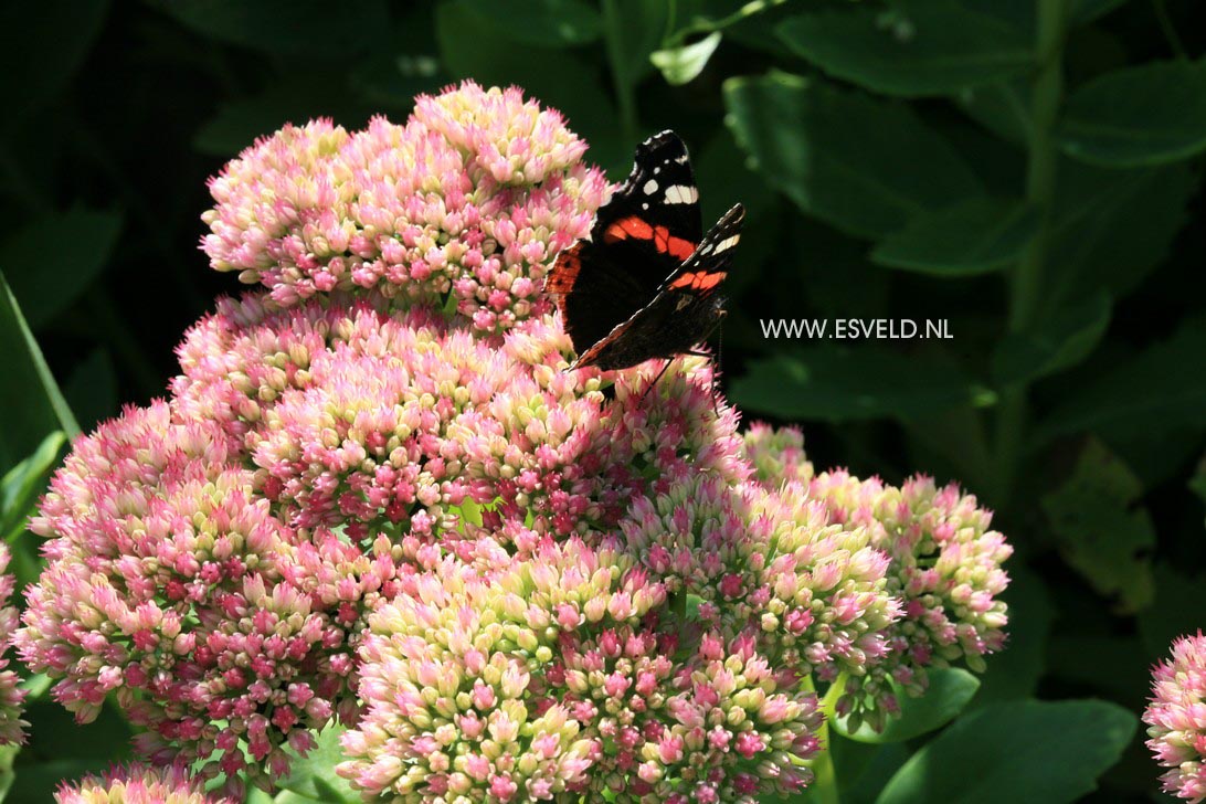 Sedum 'Herbstfreude'