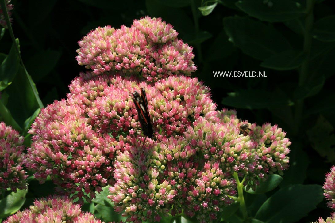 Sedum 'Herbstfreude'