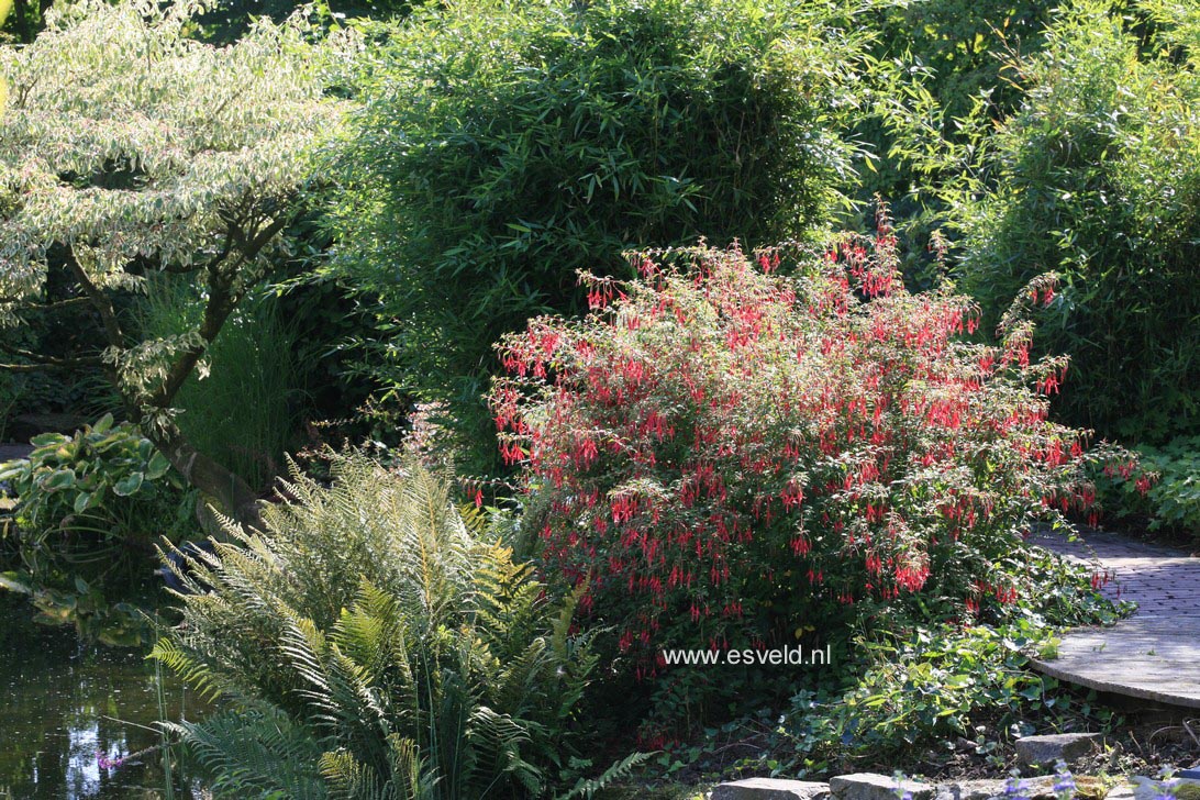 Fuchsia 'Riccartonii'