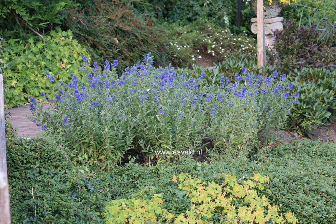 Caryopteris clandonensis 'Inoveris' (GRAND BLEU)
