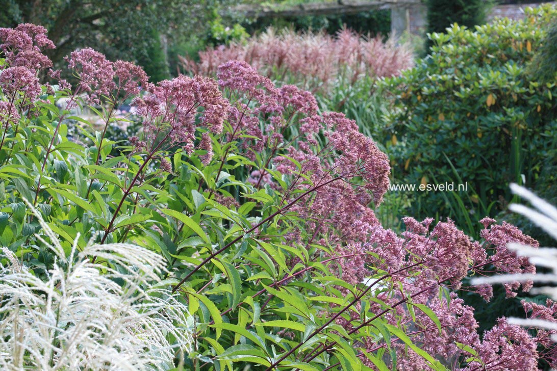 Eupatorium maculatum 'Atropurpureum'