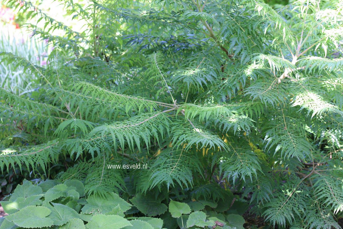 Rhus typhina 'Dissecta'