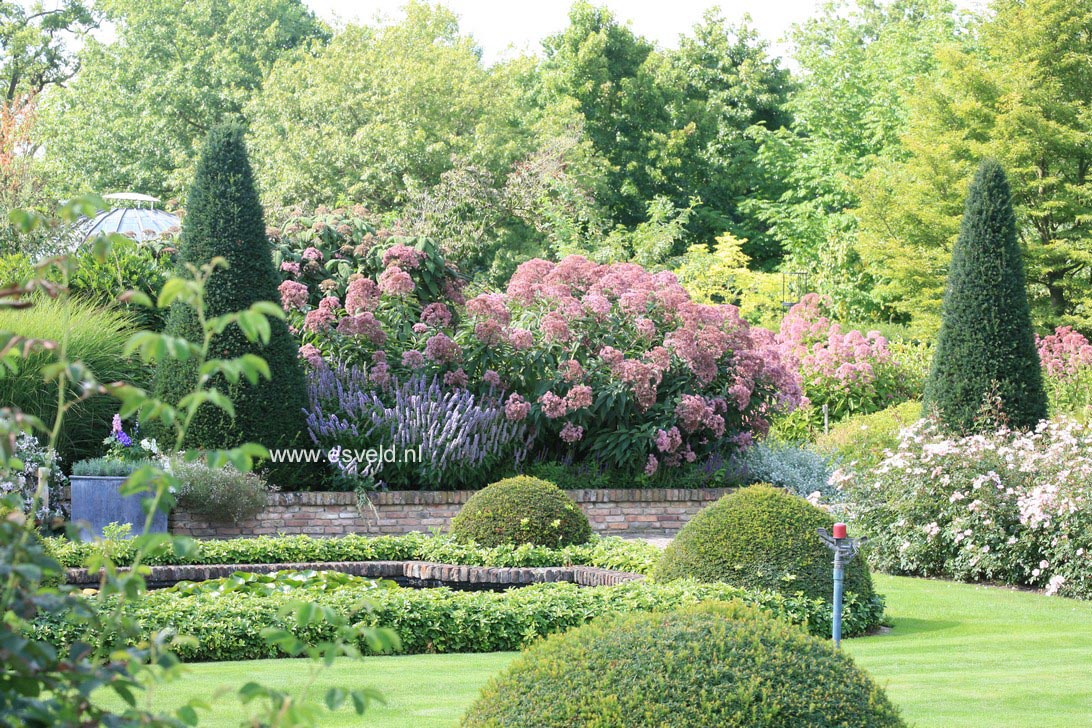 Eupatorium maculatum 'Atropurpureum'