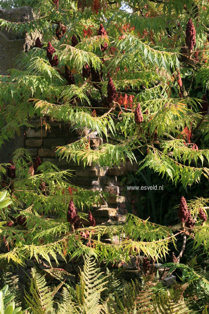 Rhus typhina 'Dissecta'