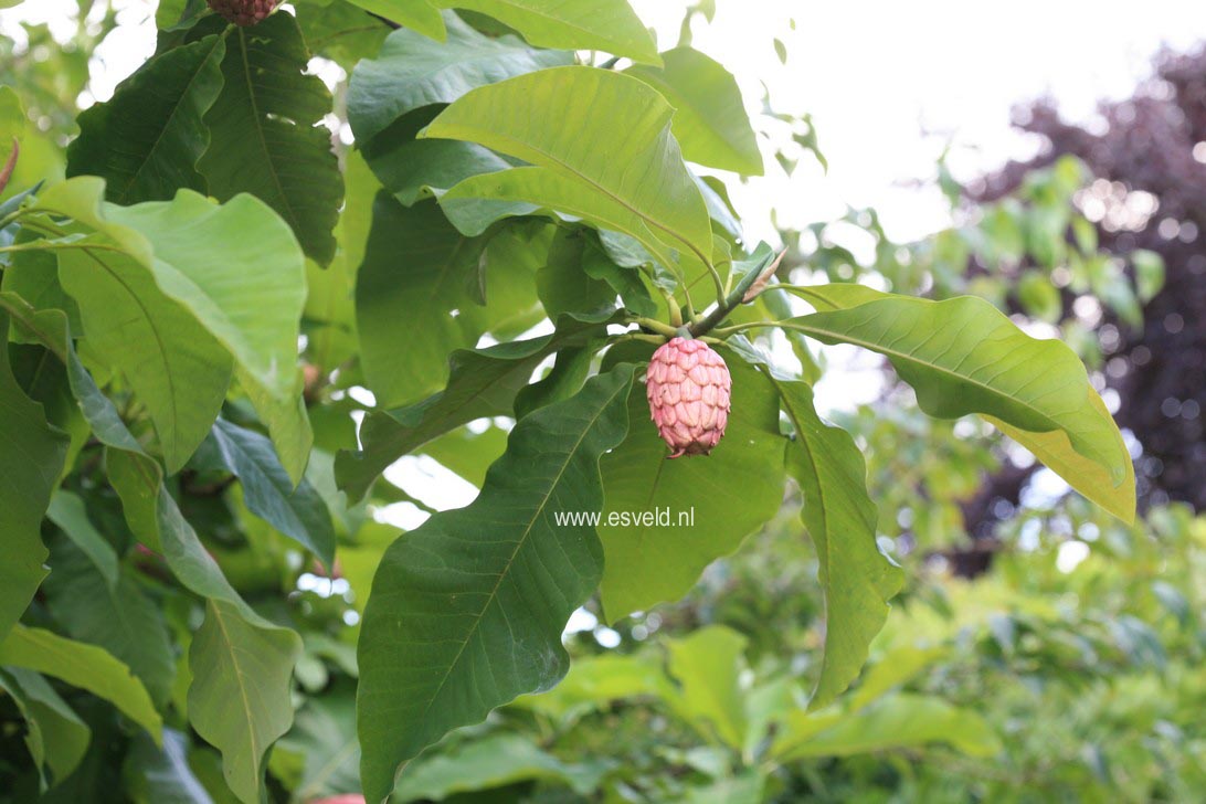 Magnolia tripetala