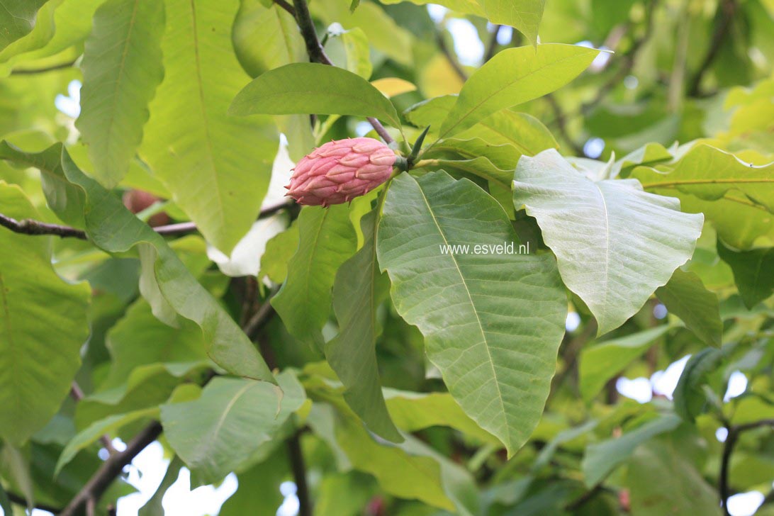 Magnolia tripetala