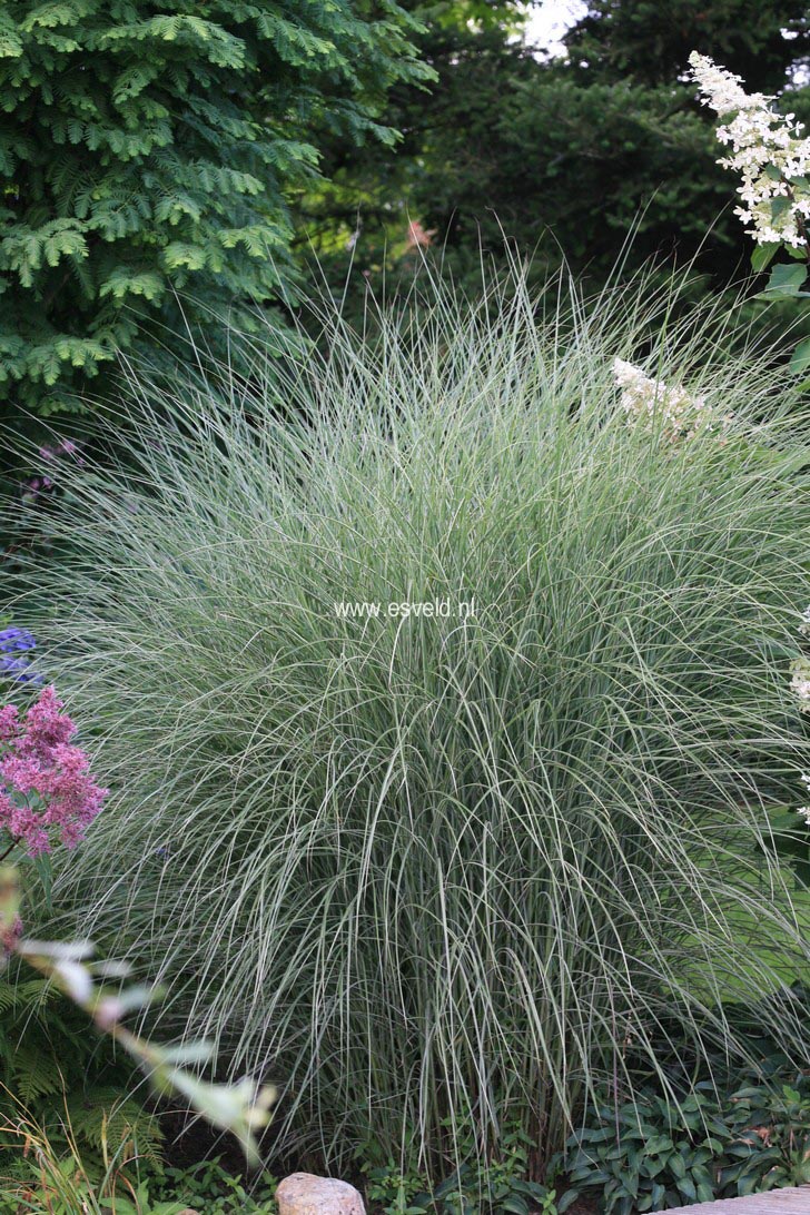 Miscanthus sinensis 'Morning Light'