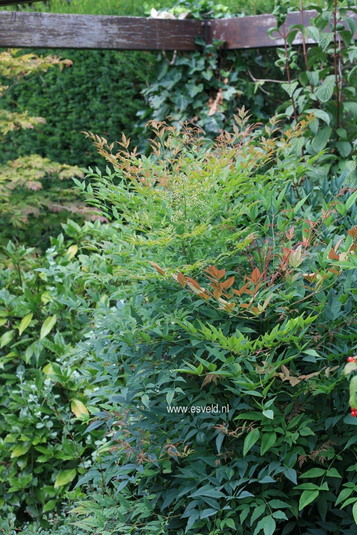 Nandina domestica 'Richmond'